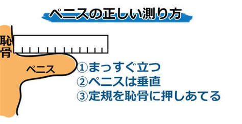 ペニス 18cm|【医師監修】男性器の平均サイズとは？